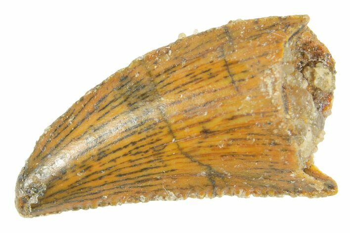 Serrated Raptor Tooth - Real Dinosaur Tooth #364724